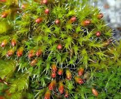 Attēlu rezultāti vaicājumam “Schistidium apocarpum stalked”