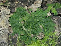 Attēlu rezultāti vaicājumam “Aneura pinguis”