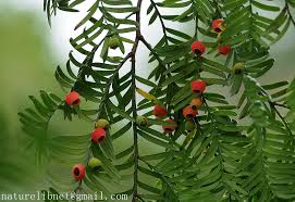 Attēlu rezultāti vaicājumam “Taxus wallichiana”