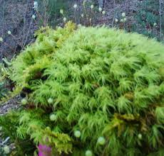 Attēlu rezultāti vaicājumam “Bartramia pomiformis”