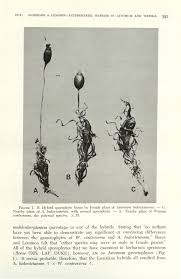 Attēlu rezultāti vaicājumam “Distichium capillaceum sporophyte”