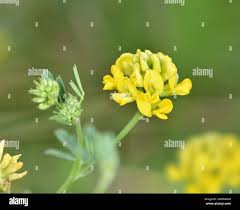 Attēlu rezultāti vaicājumam “Medicago sativa subsp. sativa”