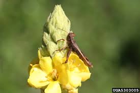 Attēlu rezultāti vaicājumam “Entomophthora”