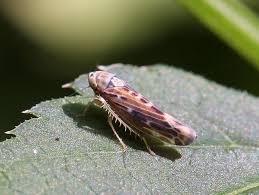 Attēlu rezultāti vaicājumam “Lamprotettix nitidulus”