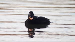 Attēlu rezultāti vaicājumam “Melanitta fusca male”