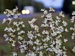 Attēlu rezultāti vaicājumam “Silene tatarica”