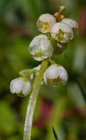 Attēlu rezultāti vaicājumam “Pyrola minor flower”