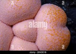 Attēlu rezultāti vaicājumam “Lycogala roseosporum”