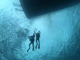 Image result for Wyndley NSC Snorkelling Club