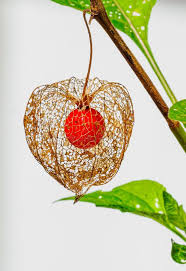 Attēlu rezultāti vaicājumam “Physalis alkekengi fruit”
