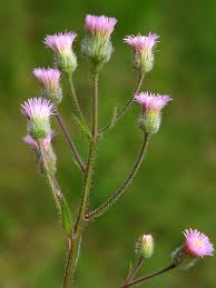 Attēlu rezultāti vaicājumam “Erigeron acris flower”