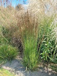 Attēlu rezultāti vaicājumam “Molinia caerulea flower”