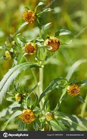 Attēlu rezultāti vaicājumam “Bidens tripartita”