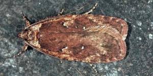 Attēlu rezultāti vaicājumam “Agonopterix ciliella”