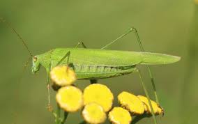 Attēlu rezultāti vaicājumam “Phaneroptera falcata”