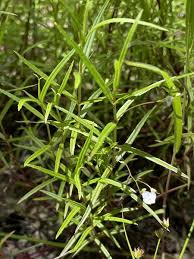 Attēlu rezultāti vaicājumam “Veronica scutellata fruit”