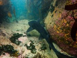 Image result for Triakis megalopterus