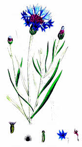 Attēlu rezultāti vaicājumam “Cyanus segetum”