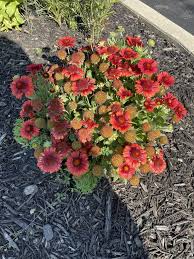 Image result for Gaillardia amblyodon