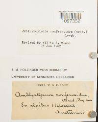 Attēlu rezultāti vaicājumam “Serpoleskea confervoides”