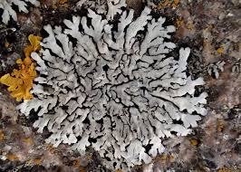 Attēlu rezultāti vaicājumam “Phaeophyscia orbicularis”