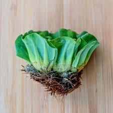 「水蘭」的圖片搜尋結果