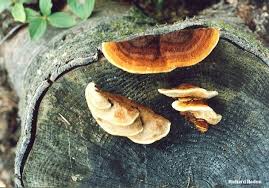 Attēlu rezultāti vaicājumam “Gloeophyllum odoratum”