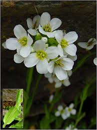 Attēlu rezultāti vaicājumam “Arabis hirsuta”