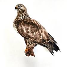 Attēlu rezultāti vaicājumam “Buteo lagopus”