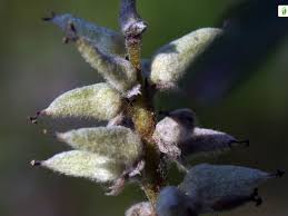 Attēlu rezultāti vaicājumam “Salix myrsinifolia male flower”