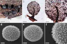 Attēlu rezultāti vaicājumam “Lamproderma columbinum”