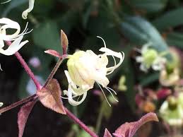 Attēlu rezultāti vaicājumam “Silene baccifera”