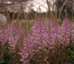 Attēlu rezultāti vaicājumam “Astilbe chinensis”