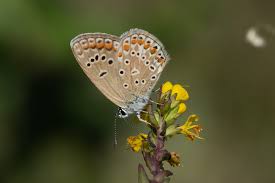 Attēlu rezultāti vaicājumam “Polyommatus icarus female”