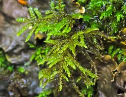 Attēlu rezultāti vaicājumam “Rhytidiadelphus squarrosus”