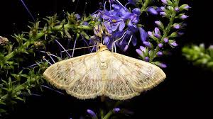 Attēlu rezultāti vaicājumam “Pleuroptya ruralis”