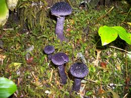 Attēlu rezultāti vaicājumam “Cortinarius violaceus”