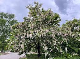 Attēlu rezultāti vaicājumam “Cladrastis kentukea”