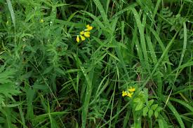 Attēlu rezultāti vaicājumam “Lathyrus pratensis flower”