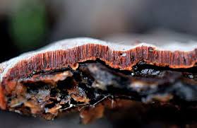 Attēlu rezultāti vaicājumam “Junghuhnia collabens”