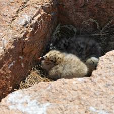 Attēlu rezultāti vaicājumam “Larus argentatus nest”