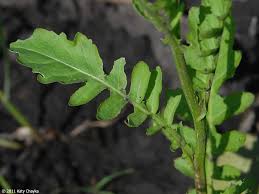 Attēlu rezultāti vaicājumam “Rorippa palustris fruit”