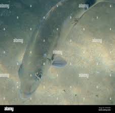 Image result for Diplodus capensis