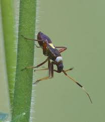 Attēlu rezultāti vaicājumam “Closterotomus biclavatus nymph”