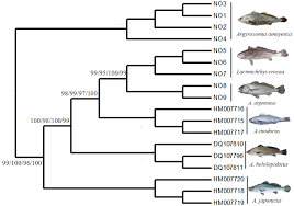 Image result for Argyrosomus inodorus