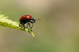 Attēlu rezultāti vaicājumam “Attelabus nitens”