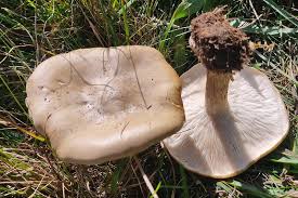 Attēlu rezultāti vaicājumam “Didymium xanthopus spores”