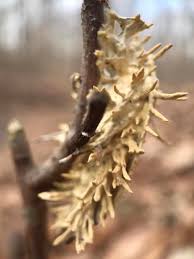 Attēlu rezultāti vaicājumam “Akanthomyces aculeatus”