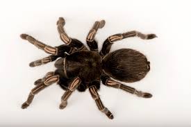 Znalezione obrazy dla zapytania geniculata