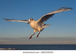 Attēlu rezultāti vaicājumam “Larus ridibundus adult”